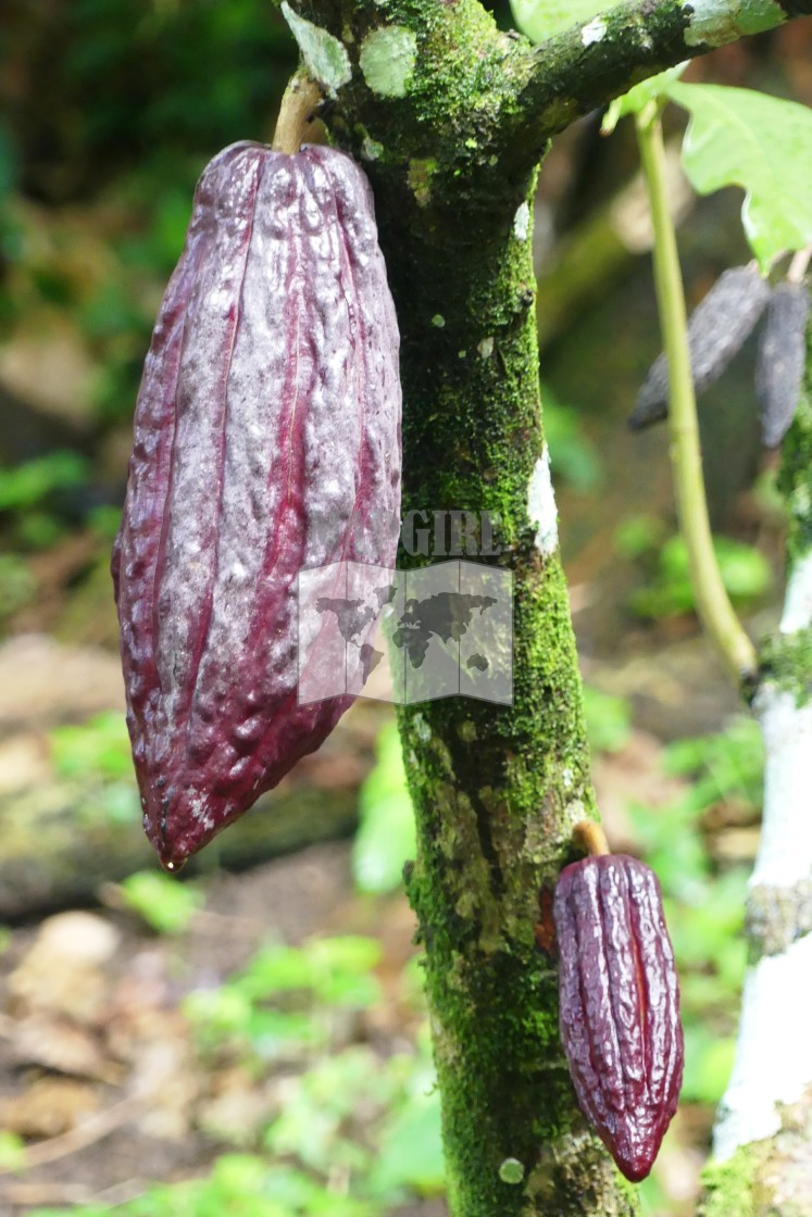 "Cocoa Pod" stock image