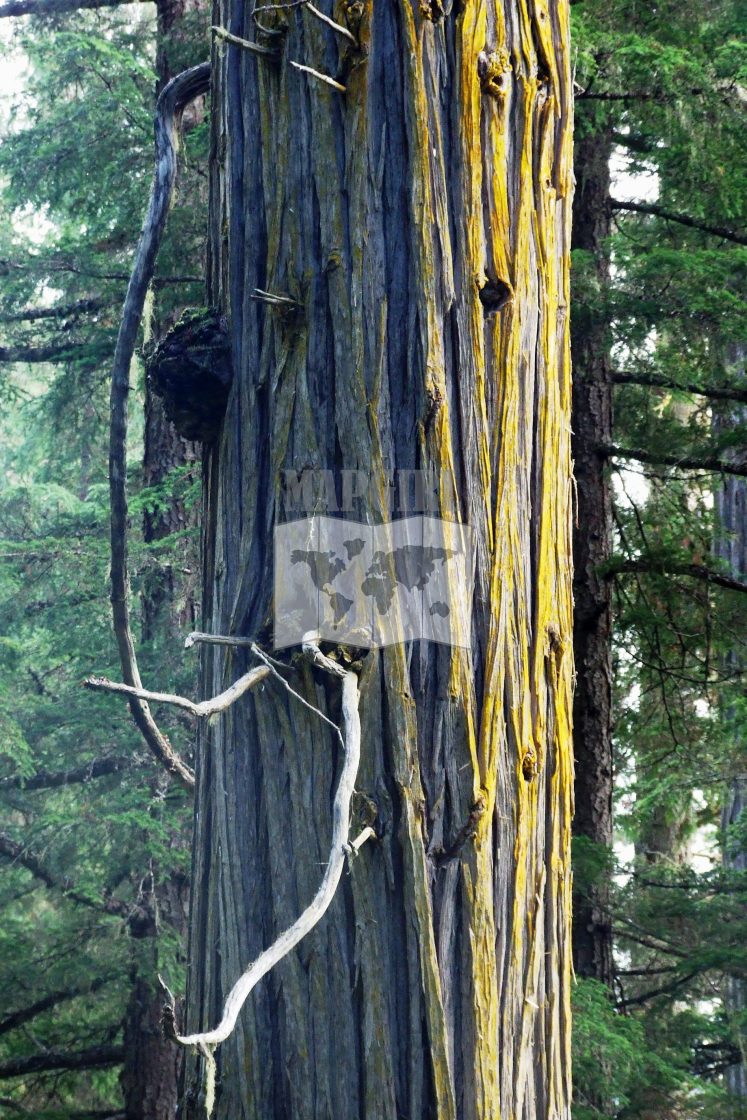 "Sunlit Bark" stock image