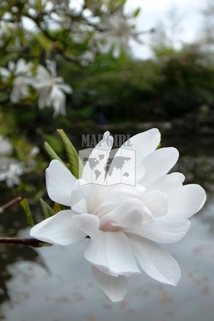 "White Blossom" stock image