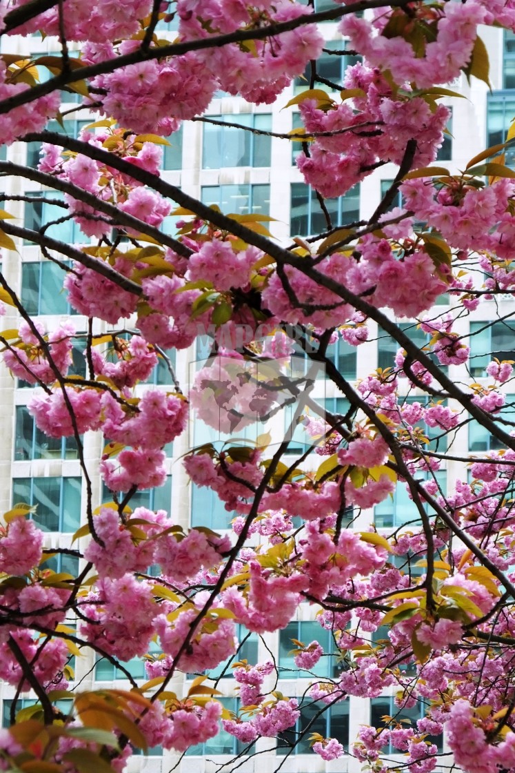 "Cherry Blossom" stock image