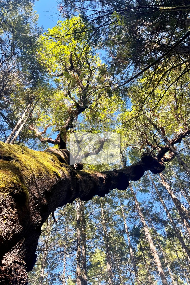 "Arbutus Tree" stock image