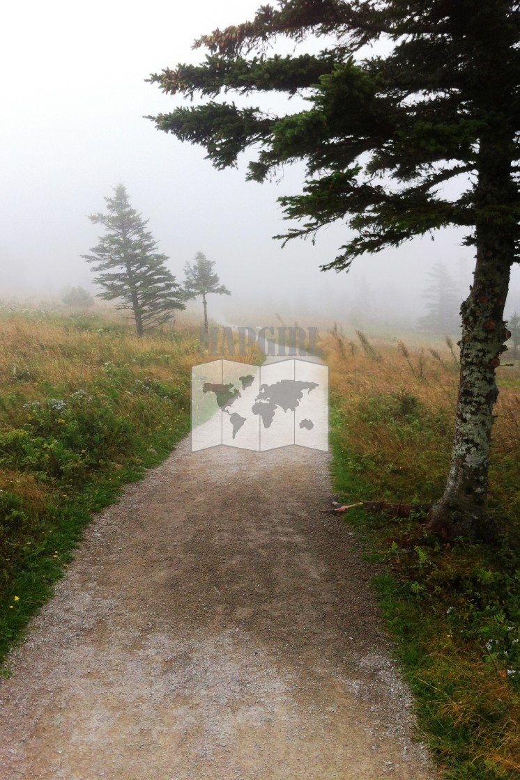 "Gloomy Walk Along The Path" stock image