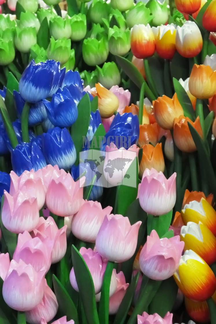 "Tulip Display" stock image