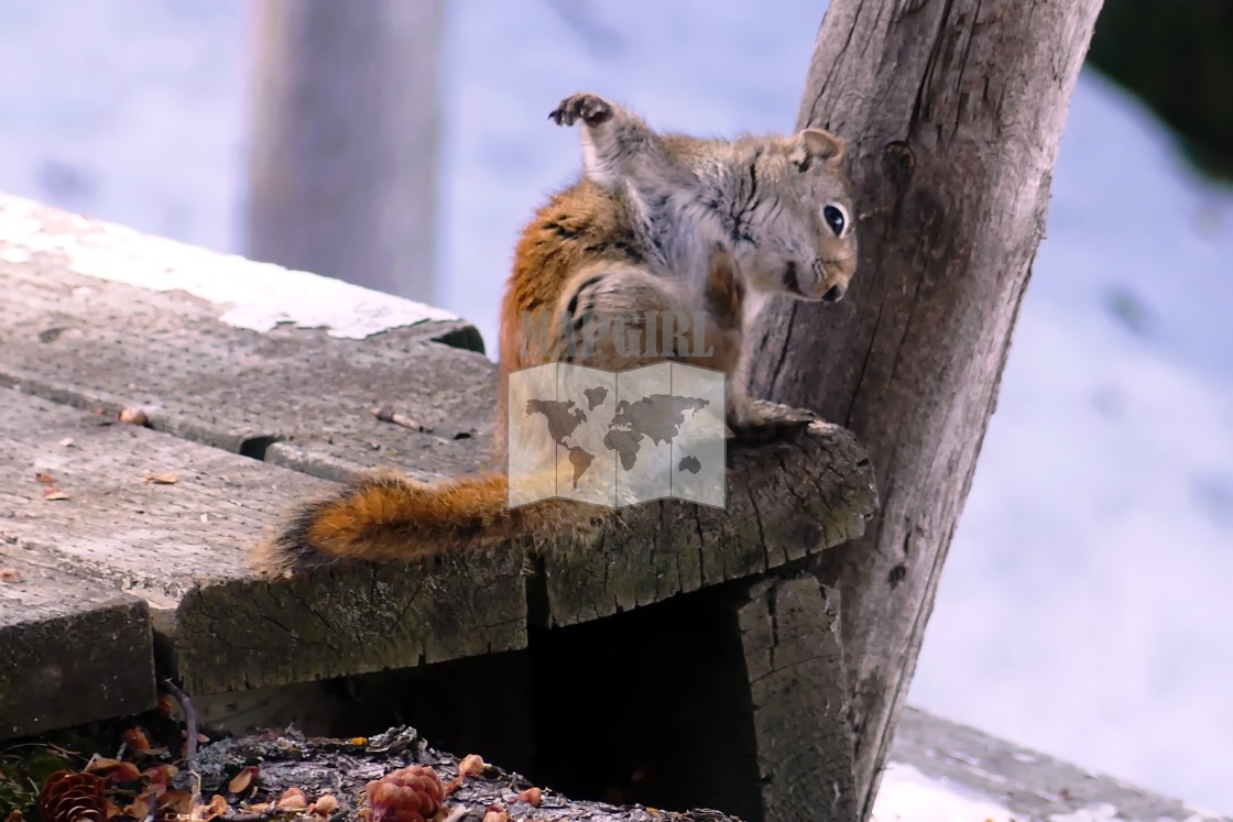 "Squirrel Yoga" stock image