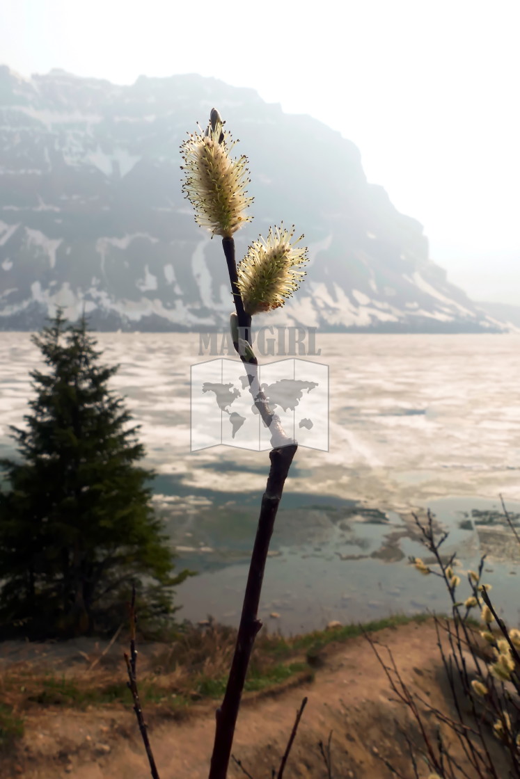 "Pussy Willow at Bow Lake" stock image