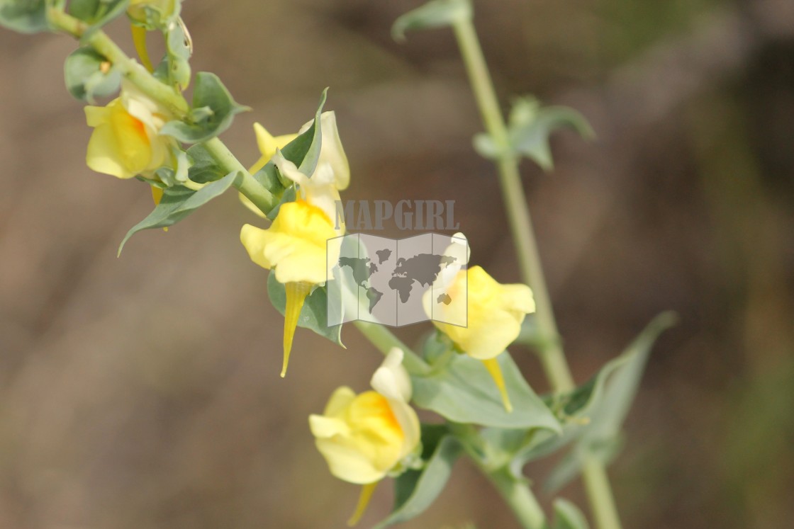 "Dalmatian Toadflax" stock image