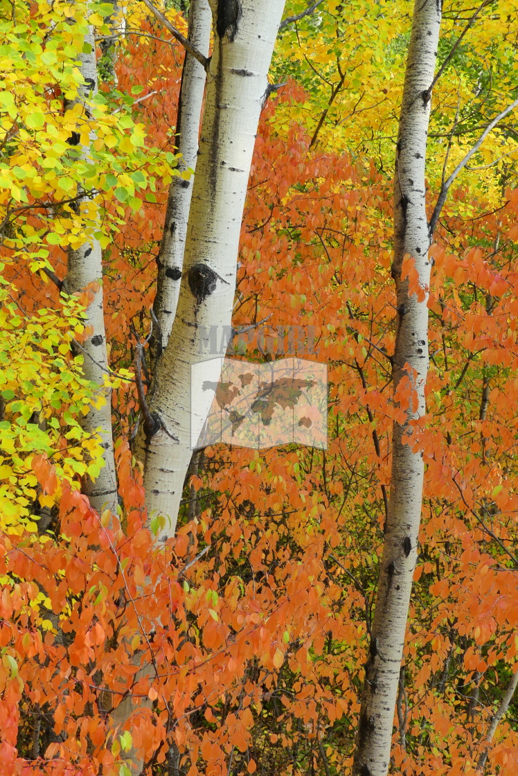 "Fall Colours" stock image