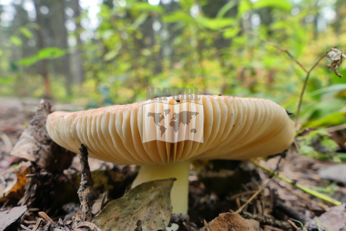 "Mushroom GIlls" stock image