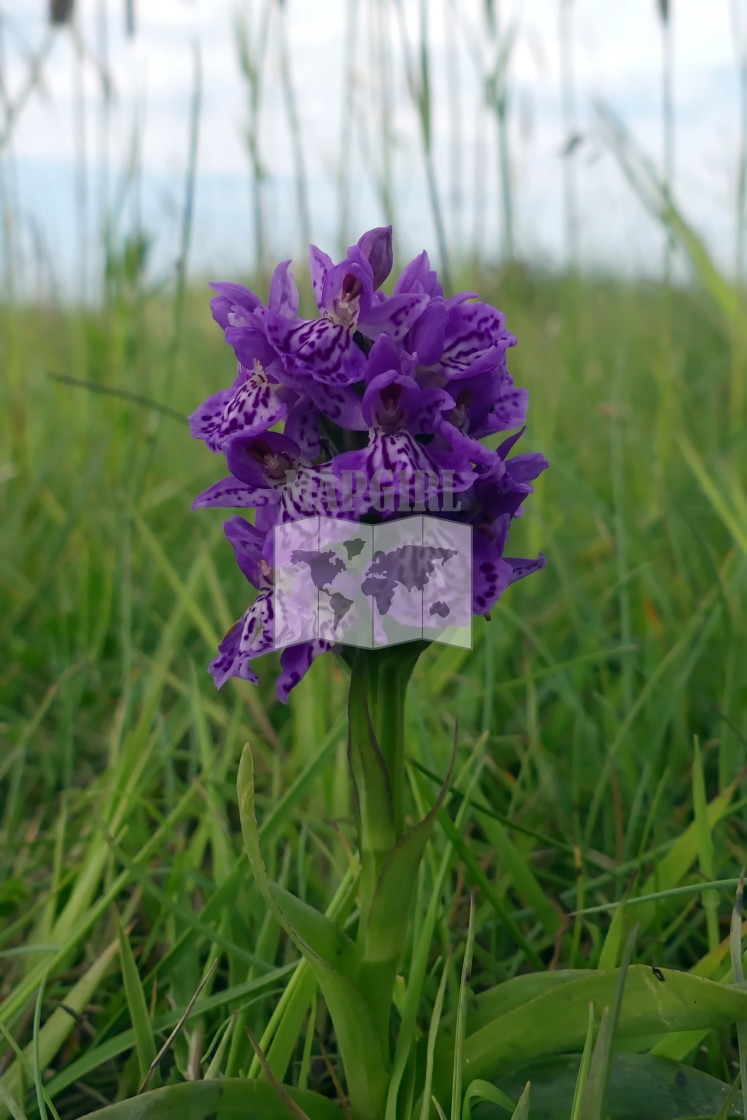 "Northern Marsh Orchid" stock image