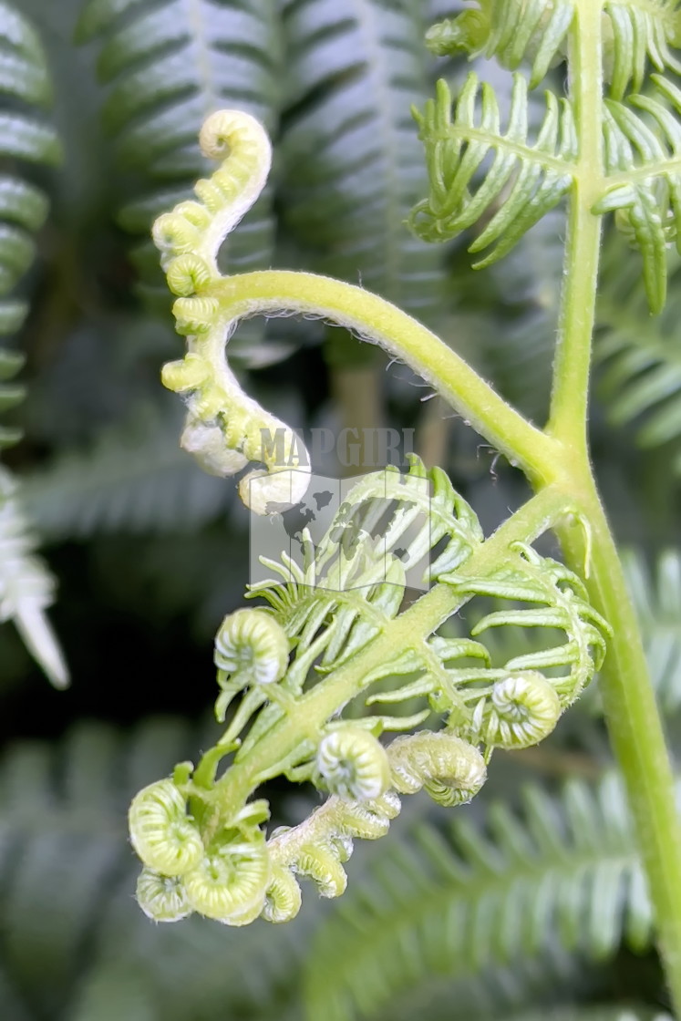 "Fern Whorl" stock image