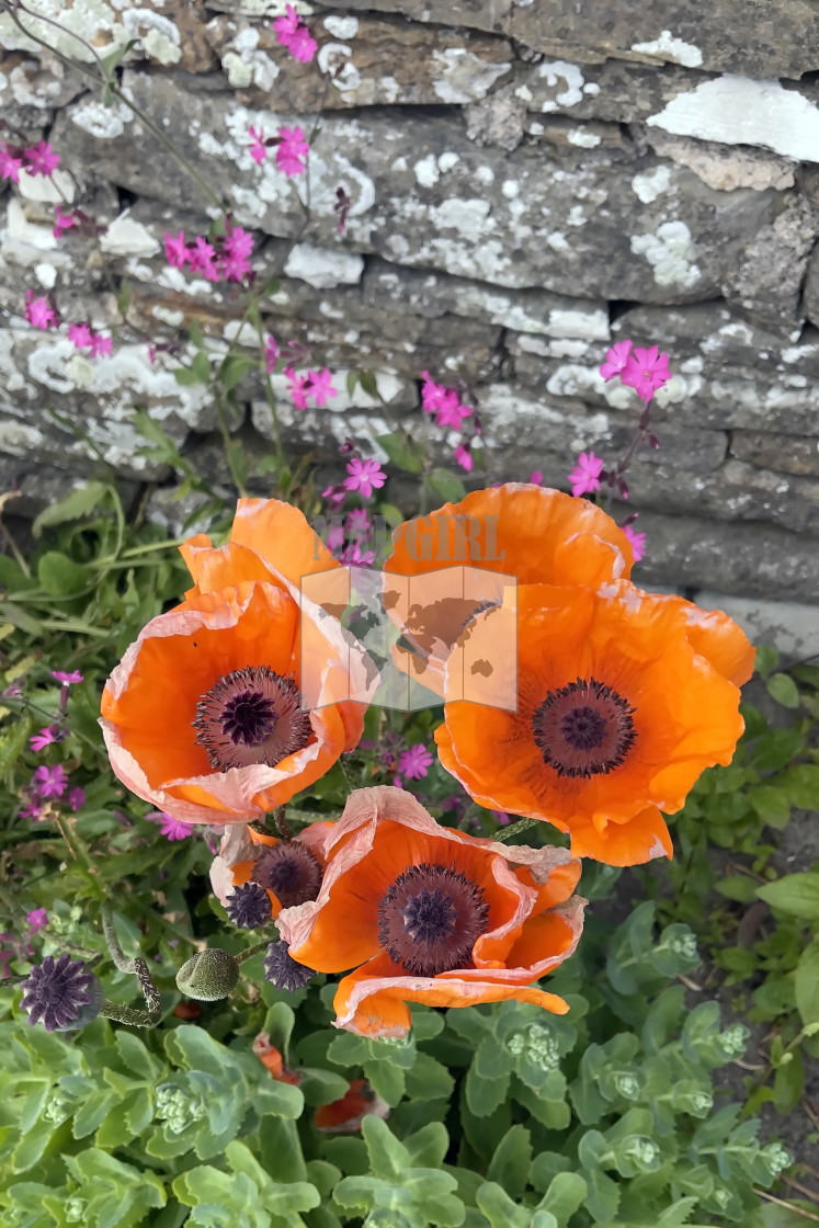 "Garden Glory Poppy" stock image