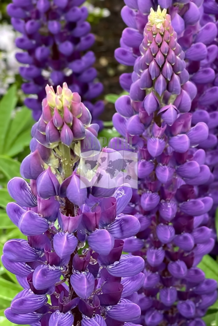 "Gallery Blue Lupine" stock image