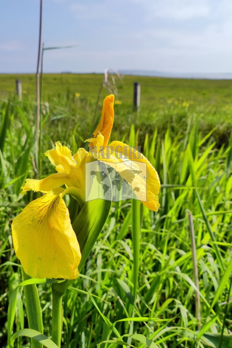 "Yellow Iris" stock image