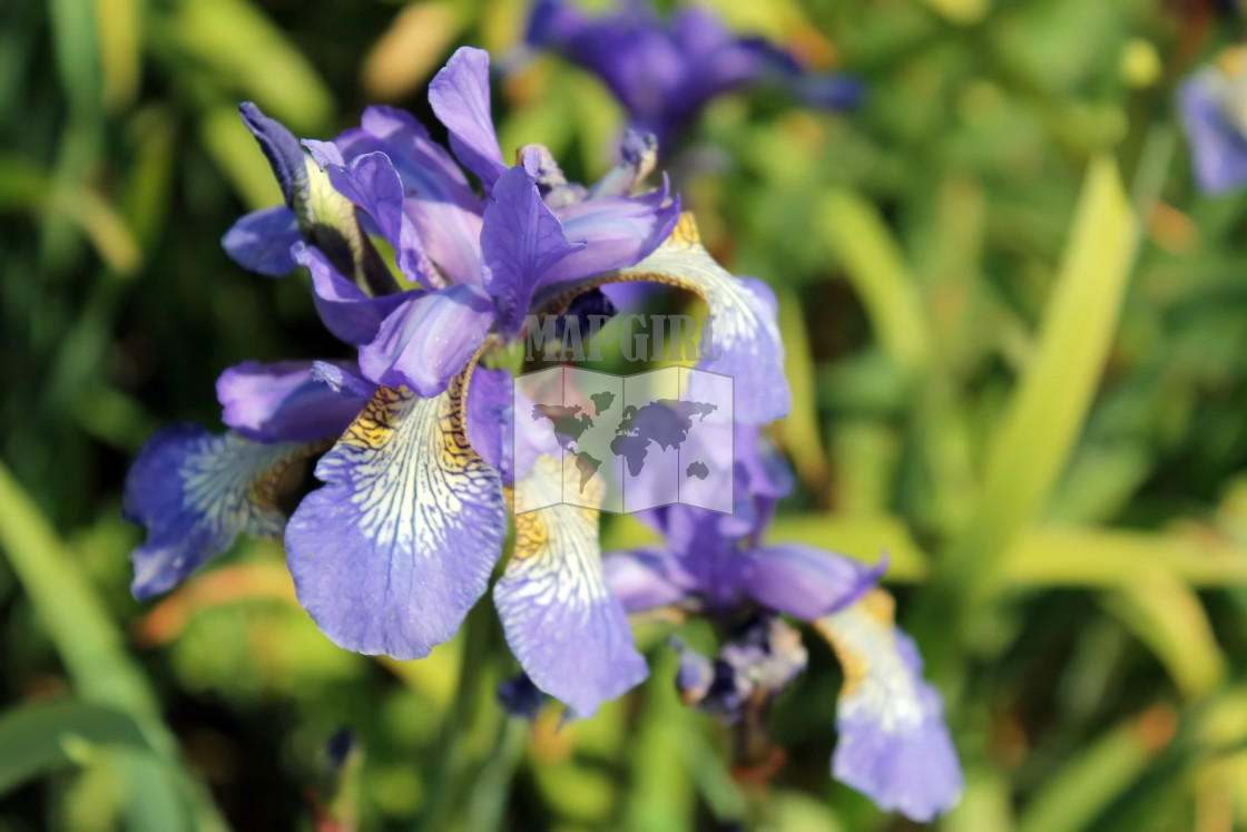 "Siberian Iris" stock image