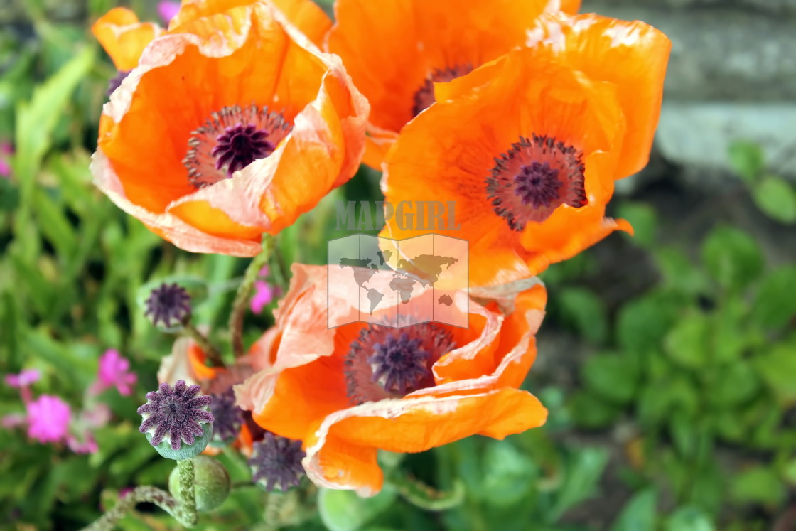 "Garden Glory Poppy" stock image