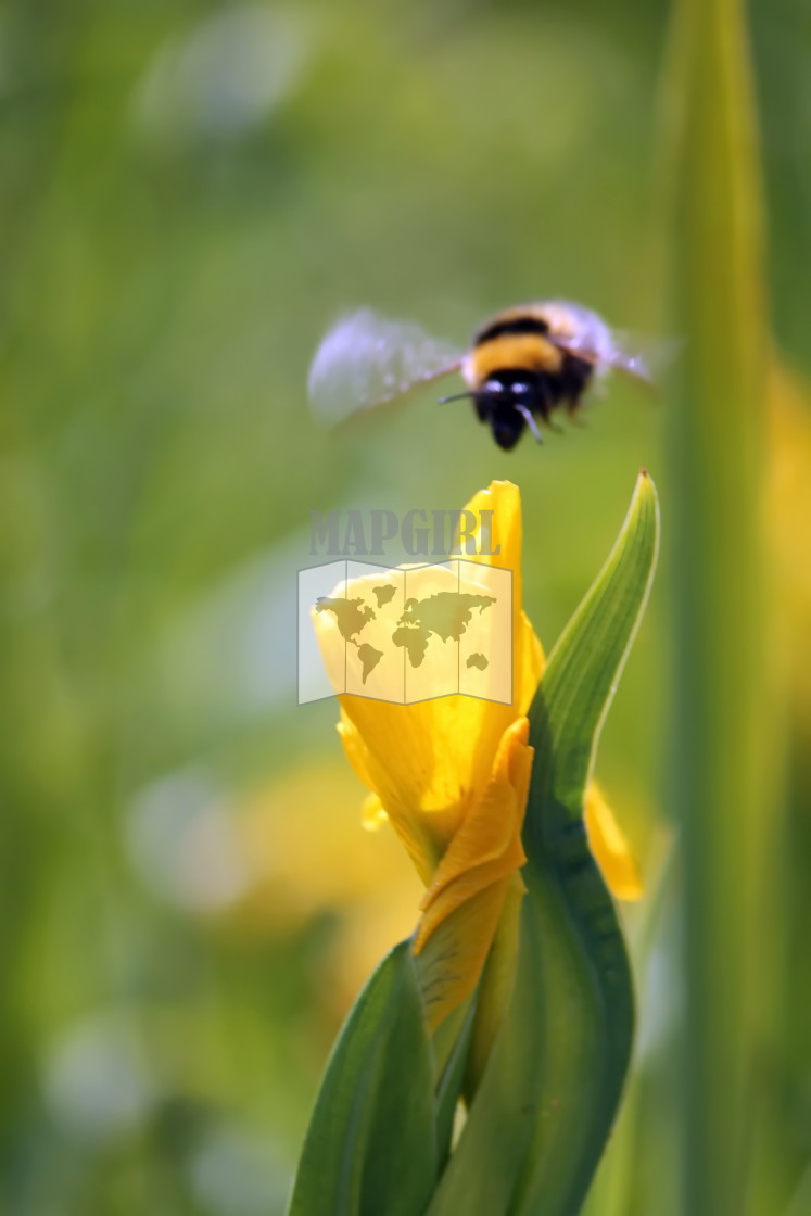 "Bee landing on yellow iris" stock image