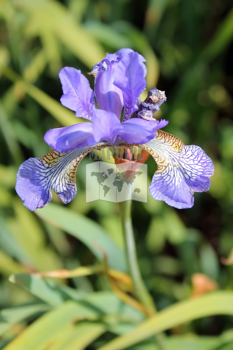 "Siberian Iris" stock image