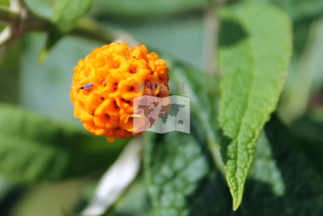 "Orange Ball Butterfly Bush" stock image