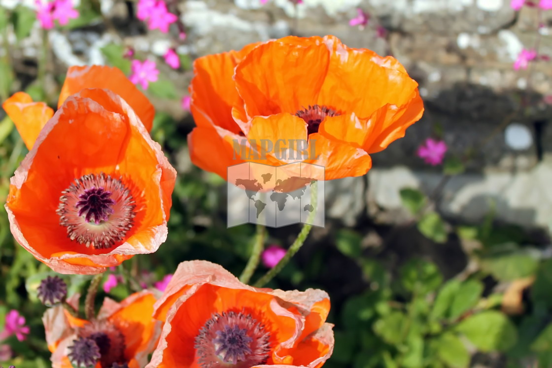 "Garden Glory Poppy" stock image