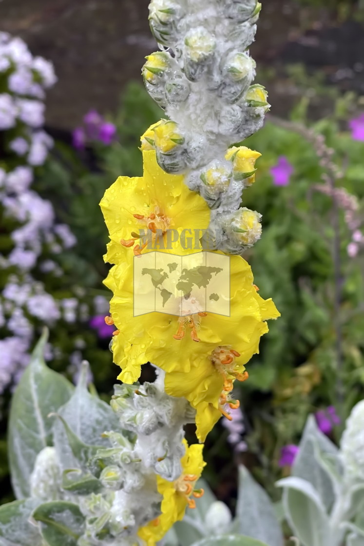 "Giant Silver Mullein" stock image