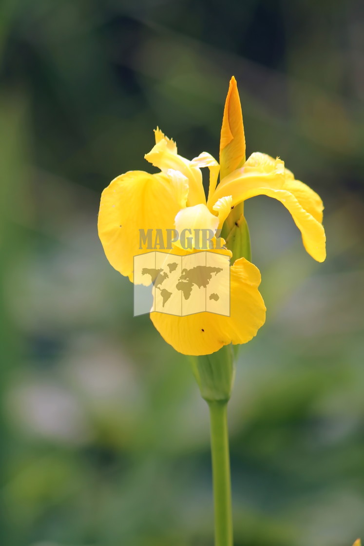 "Close-up of a yellow iris flower" stock image