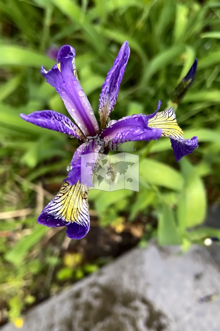 "Northern Blue Flag" stock image