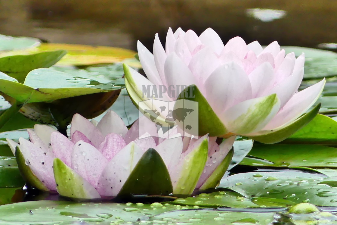 "Hardy Pink Water Lily" stock image