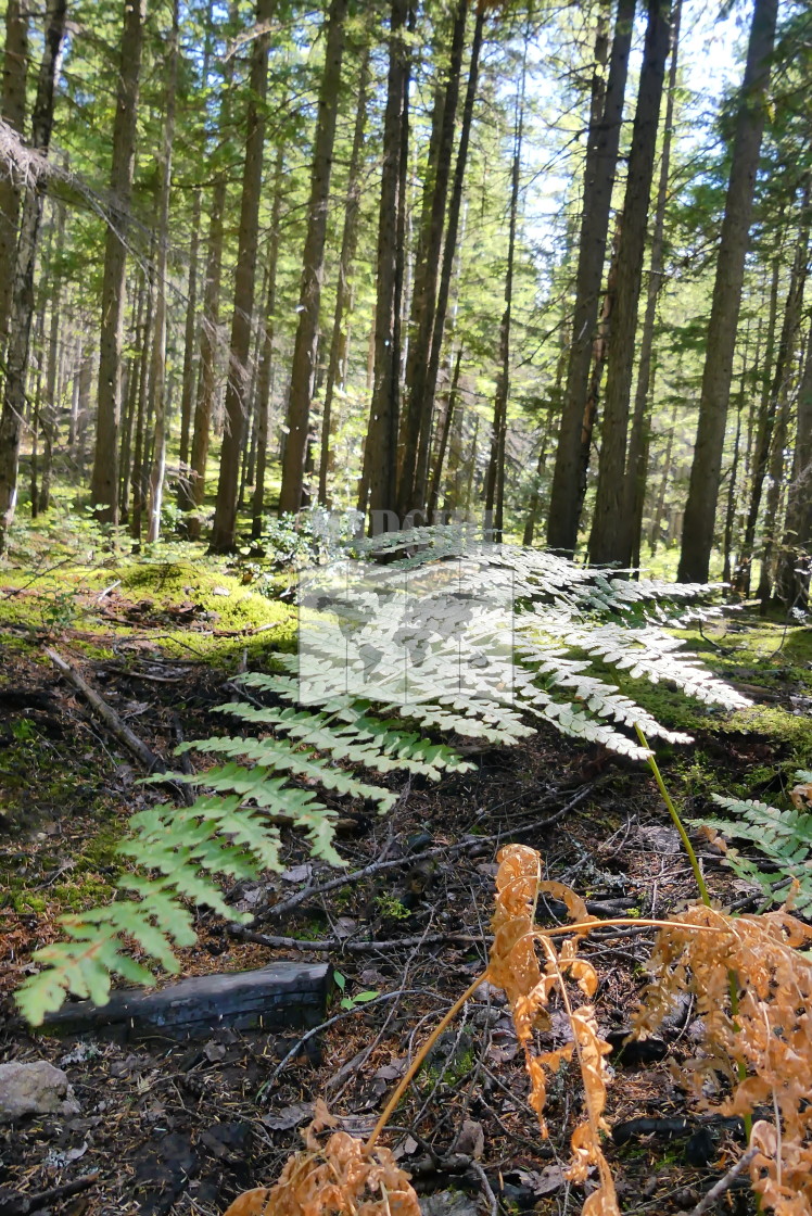 "Inspiration Woods" stock image