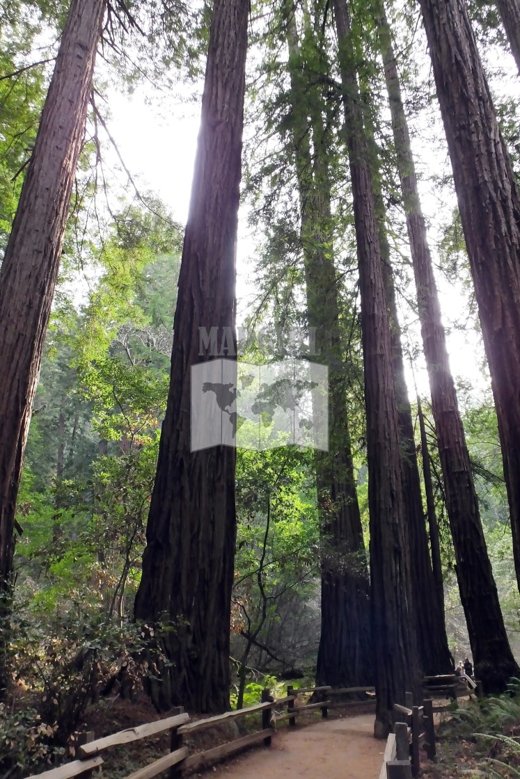 "Coast Redwood" stock image