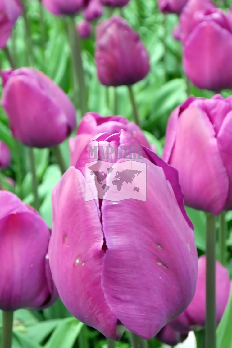 "Triumph Tulip" stock image