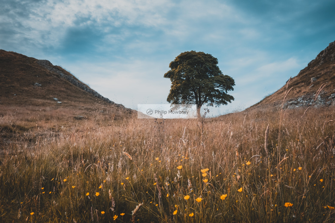 "A summer evening at Sycamore Gap, Hadrian's Wall, Northumberland" by Philip Mowbray - £12.00 "A summer evening at Sycamore Gap, Hadrian's Wall, Northumberland" stock image