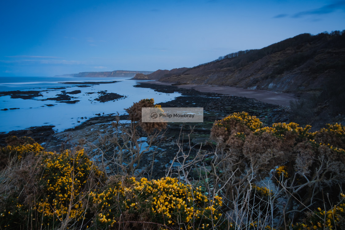"Wild gorse and Blue Hour at Cornelian Bay, North Yorkshire" by Philip Mowbray - $14.79 "Wild gorse and Blue Hour at Cornelian Bay, North Yorkshire" stock image