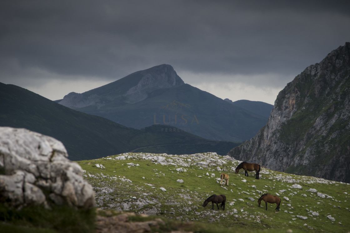 "Horses graze in a green meadow with big mountains in the background" by Luísa Ferreira - $12.29 "Horses graze in a green meadow with big mountains in the background" stock image