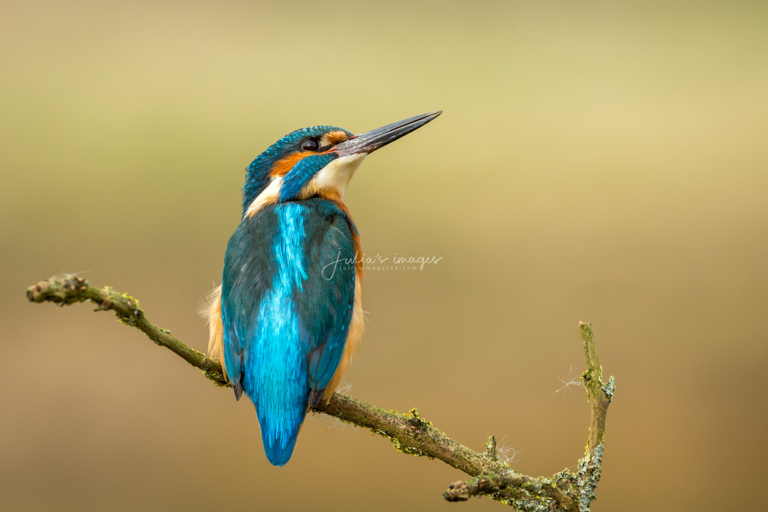 "Kingfisher looking up" stock image