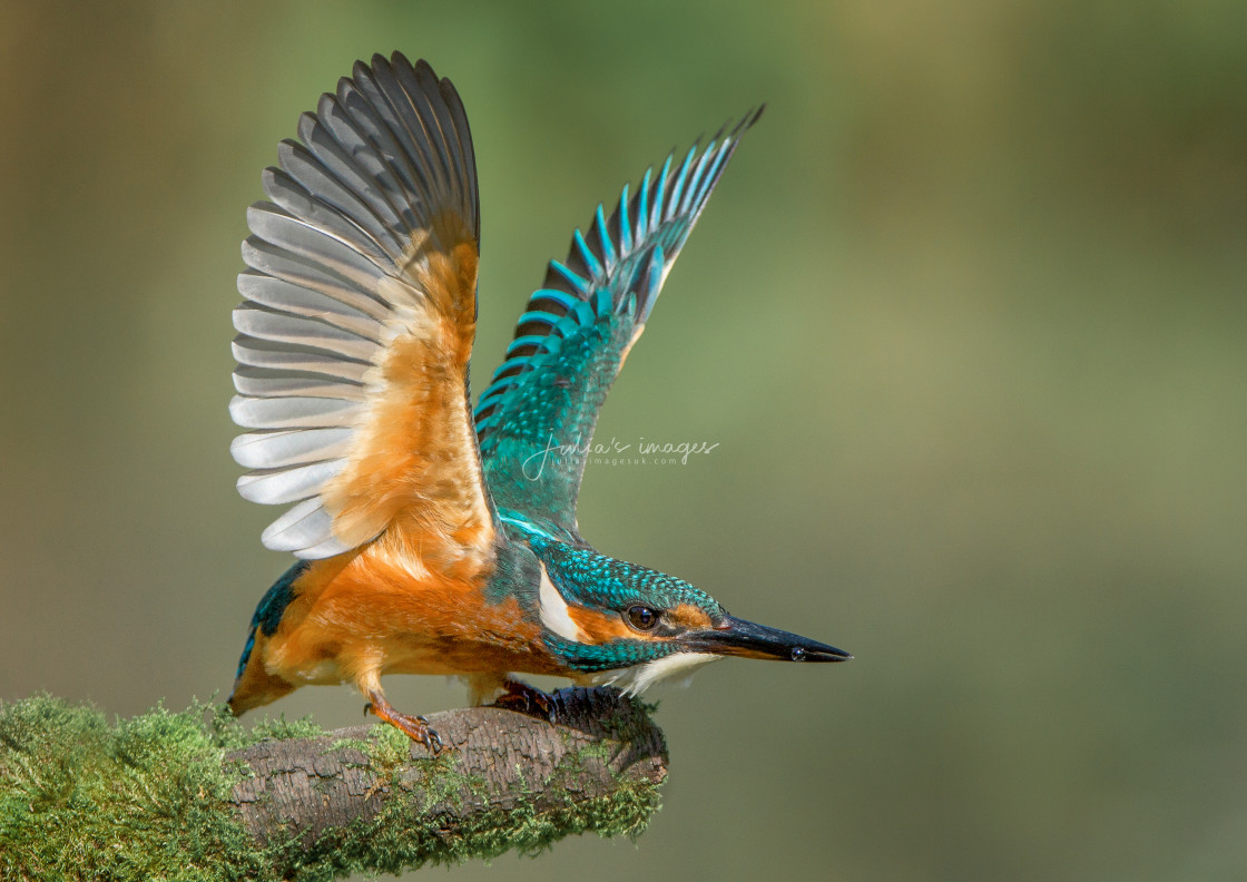 "Kingfisher (Alcedo atthis) with wings raised" stock image