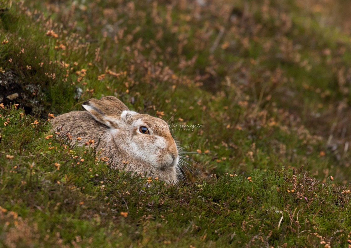 "Mountain Hare resting" stock image