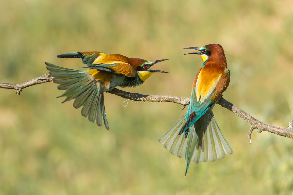 "Bee-eaters squabbling" stock image