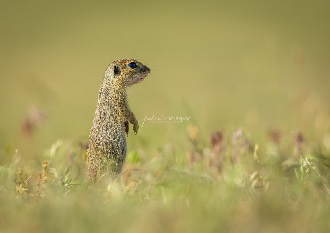 "Suslik on the lookout" stock image