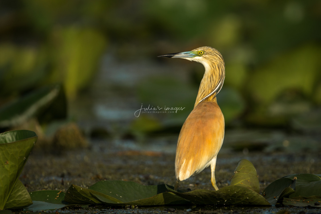 "Squacco Heron on water lilies" stock image