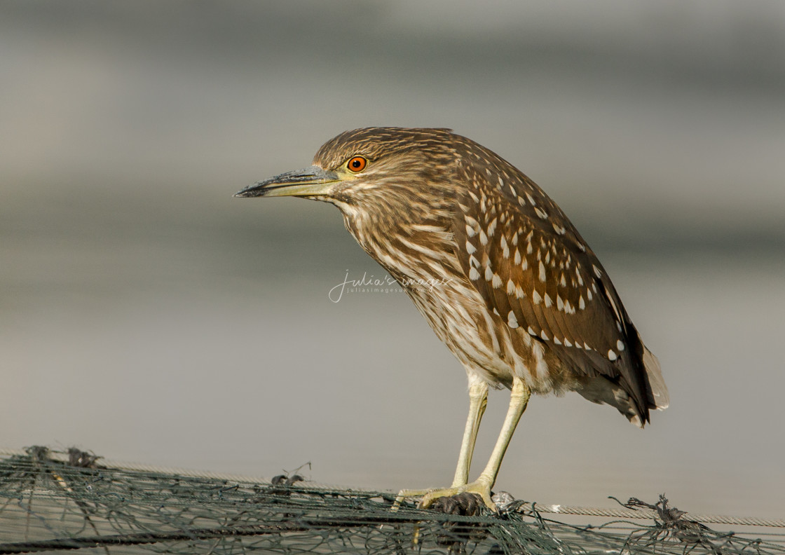 "Night Heron on netting" stock image