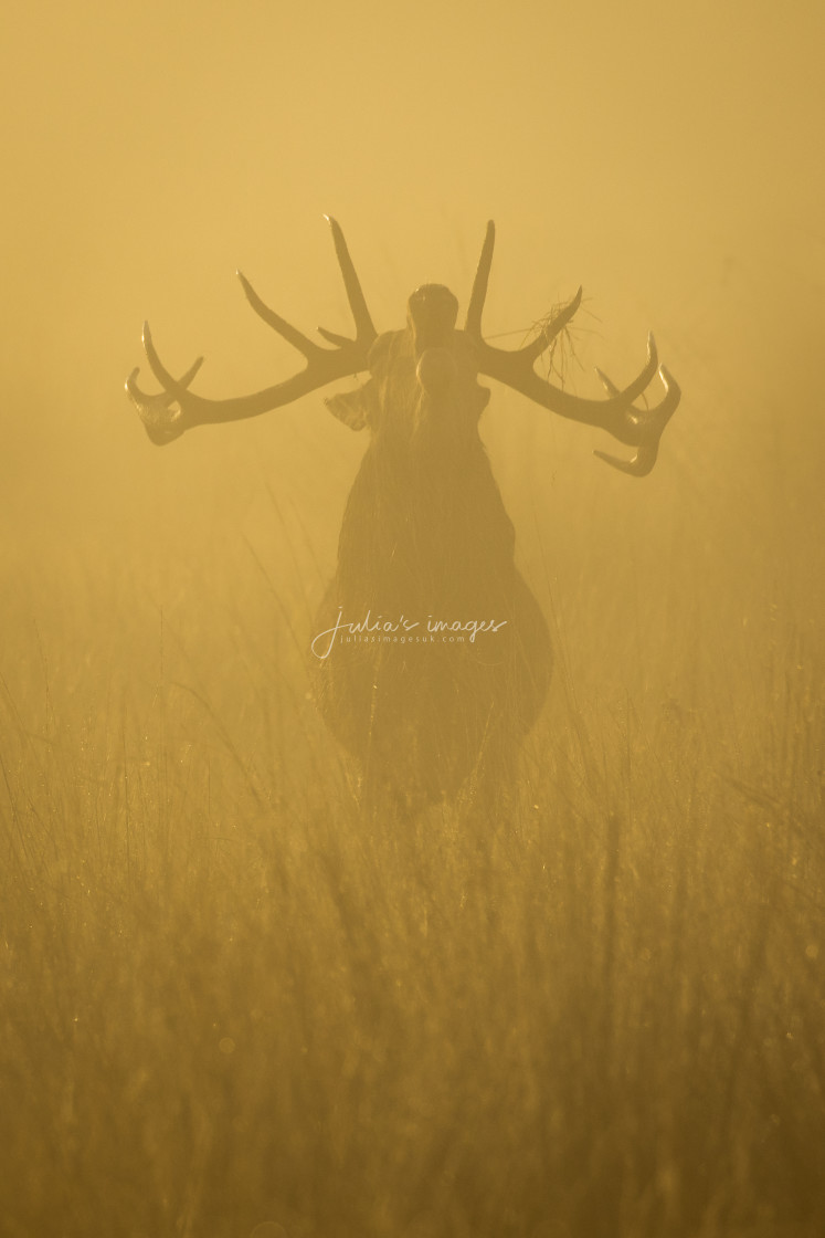 "Red Deer Stag in the Mist" stock image