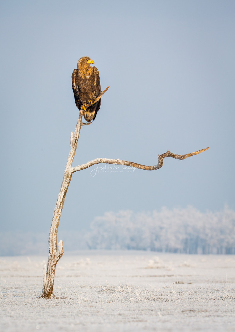 "White-tailed Eagle perched in tree" stock image