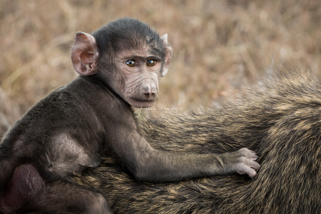 "Young Olive Baboon taking a ride" stock image