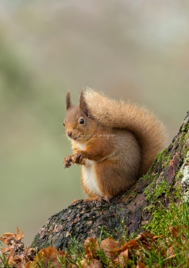 "Red Squirrel at bottom of tree" stock image