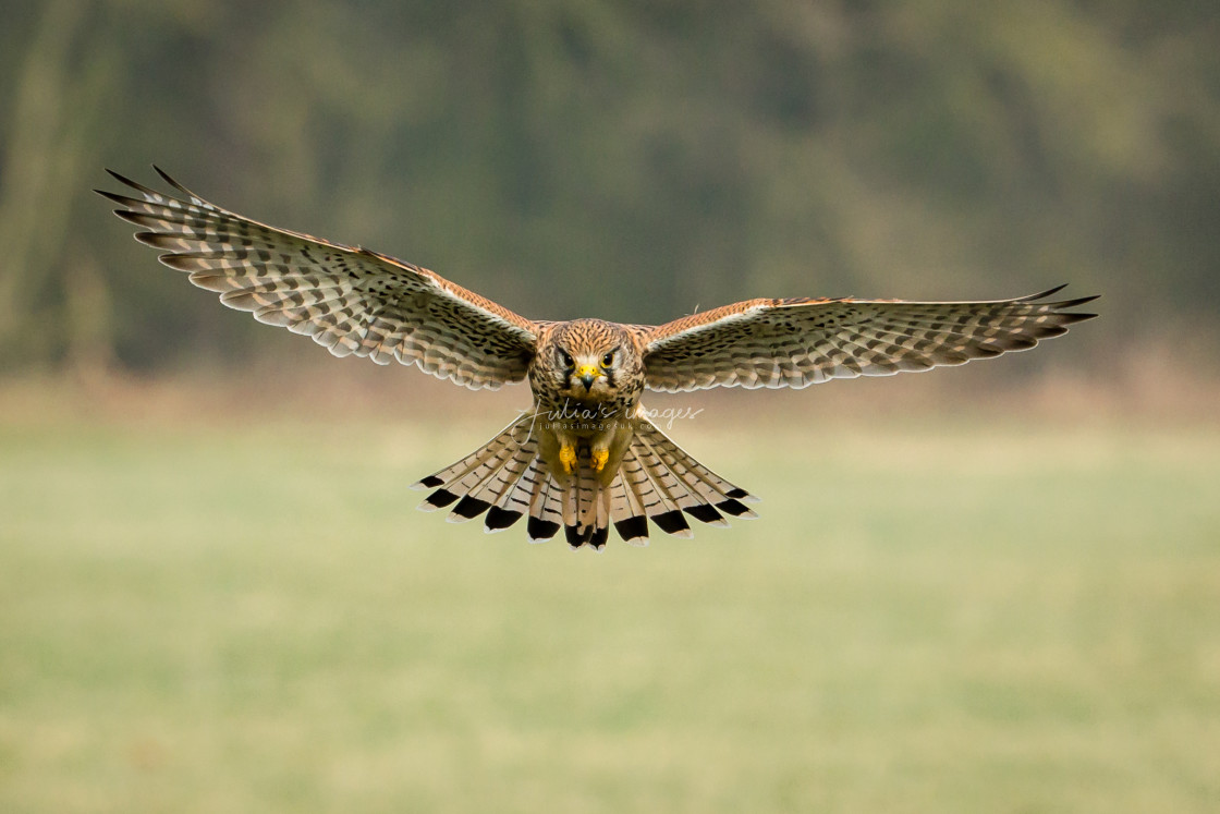 "Common Kestrel in flight" stock image