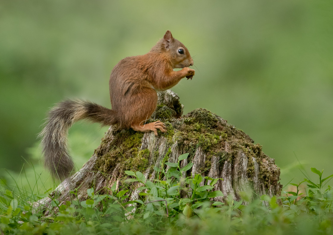 "Red Squirrel sitting on tree stump" stock image