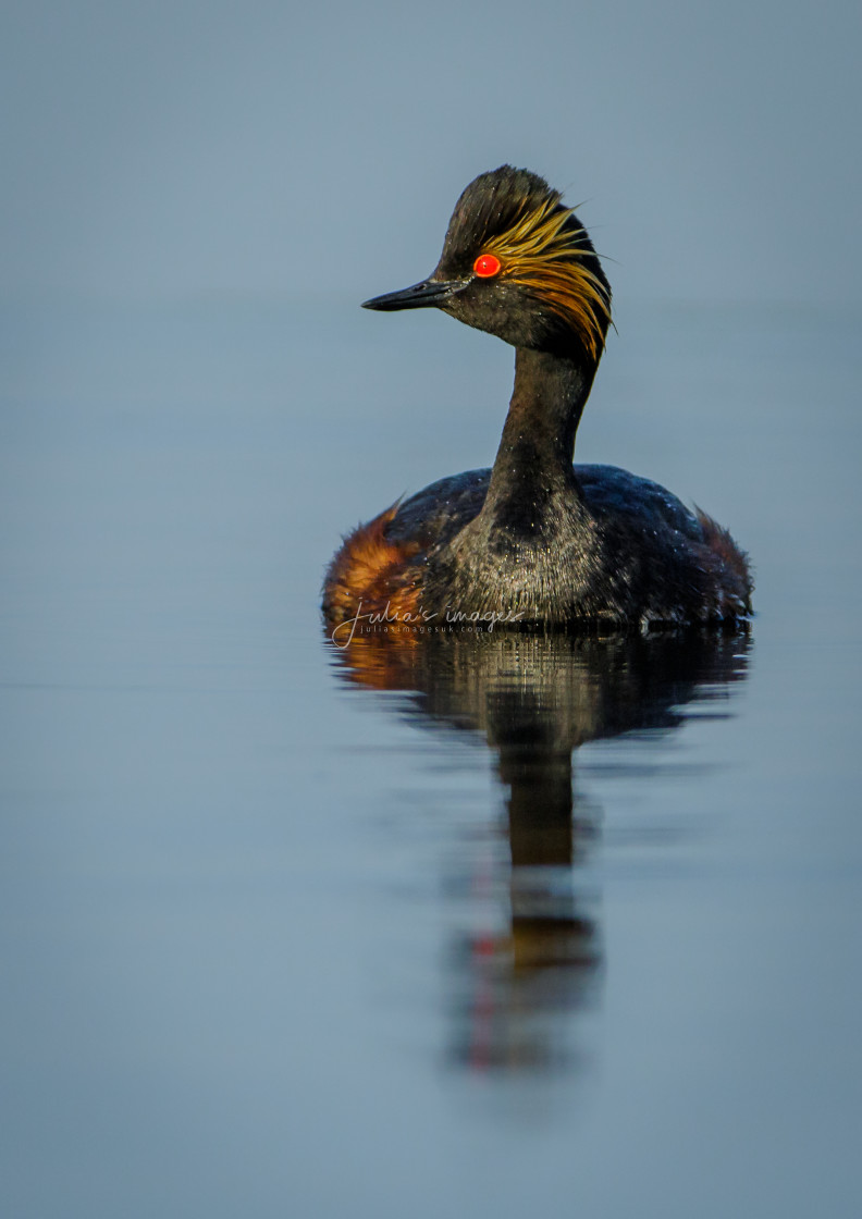 "Black-necked Grebe on water" stock image
