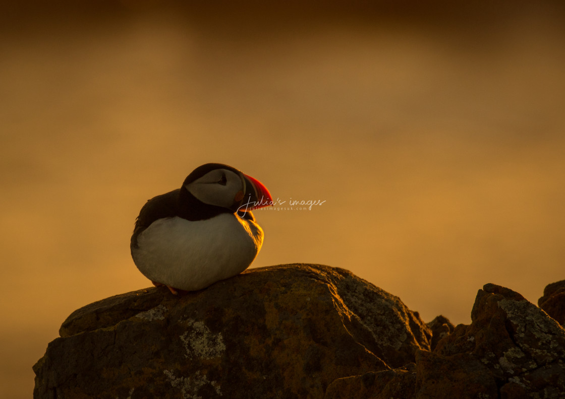 "Puffin resting on rocks at sunset" stock image