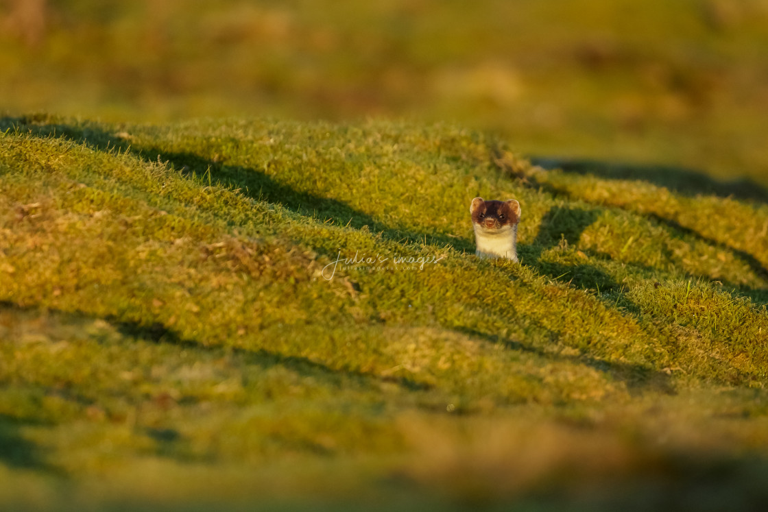 "Stoat on the lookout in the Yorkshire Dales" stock image