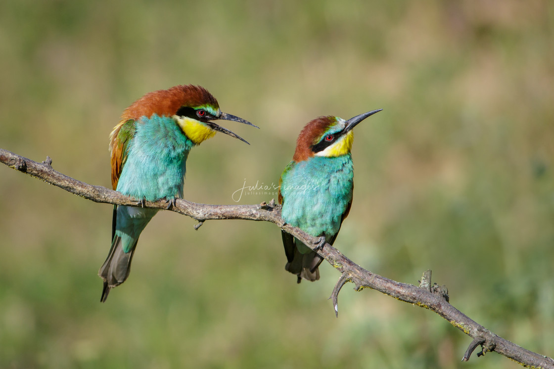 "Pair of European Bee-eaters" stock image